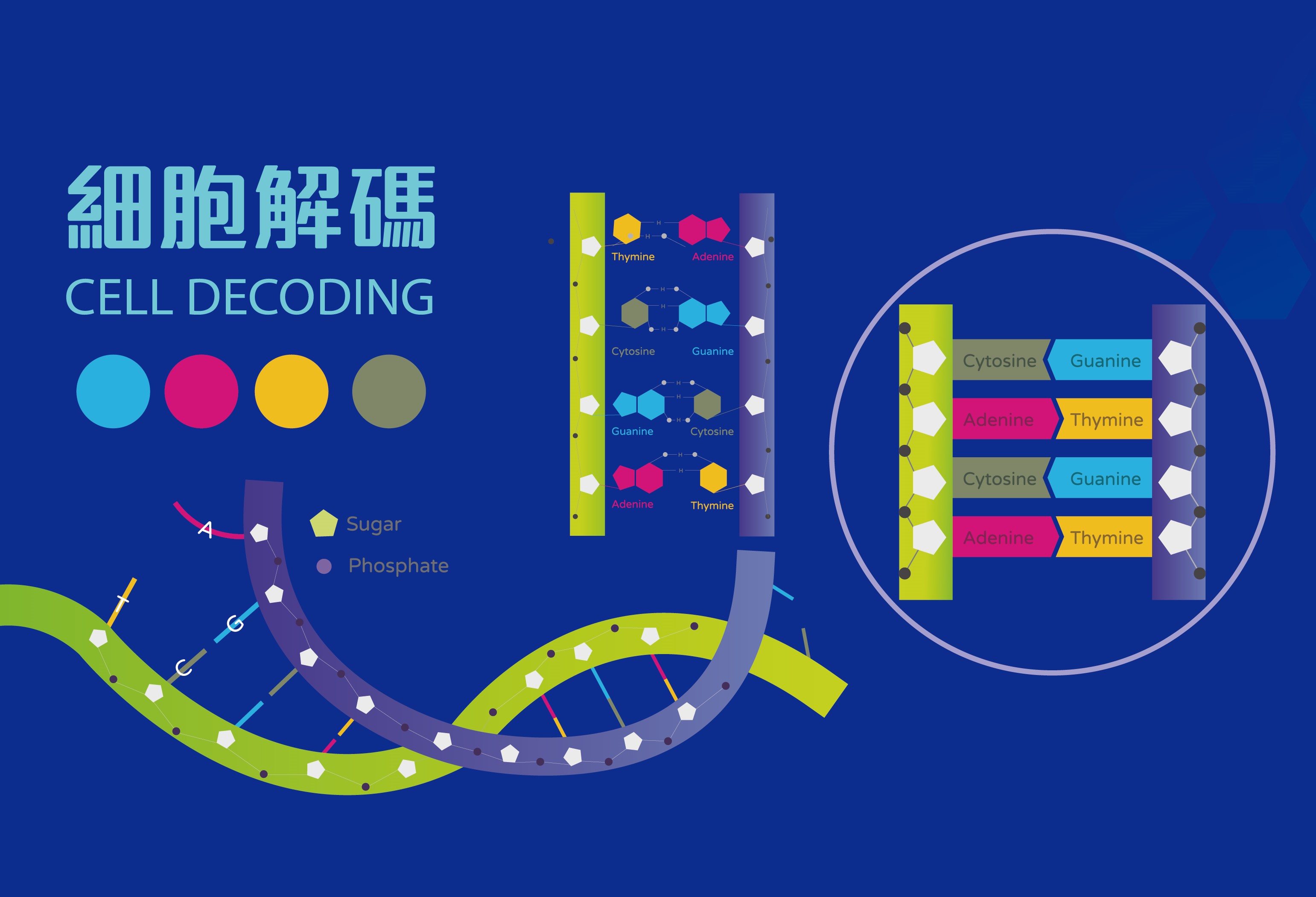 八馬國際正式跨入醫療領域，耕耘基因檢測成為精準醫療的先鋒