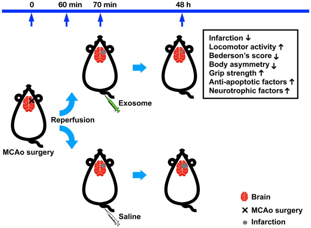 圖說：國內最新研究發現，源自人類臍帶間質幹細胞的外泌體，對於缺血性中風的大鼠，能顯著改善活動功能並促進神經修復。（資料來源：亞家生技）